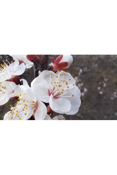 ‘Монарезі’ у період цвітіння з біло-рожевими квітками